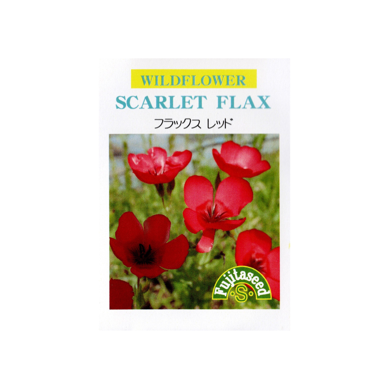 園芸用 亜麻の種<br>フラックス・レッド(一年草)