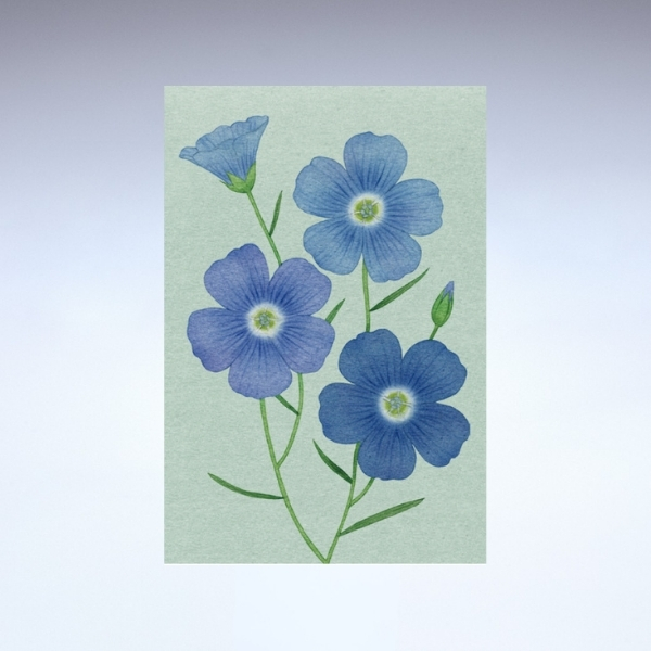 亜麻ポストカード<br>亜麻の花②(ホセ・フランキー作)