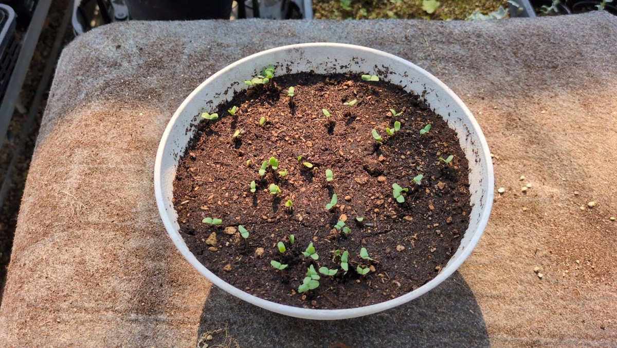 亜麻の芽吹きの様子