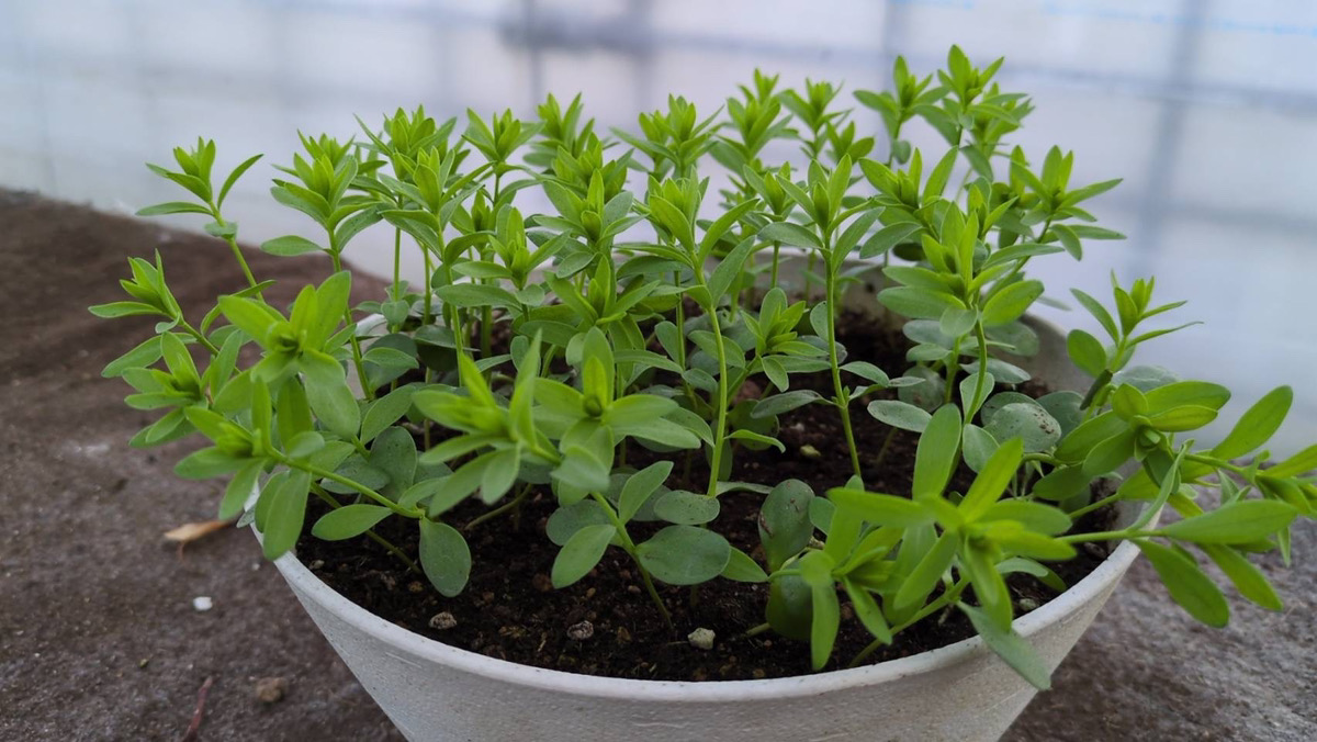 段々と亜麻の葉らしく
